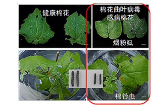 近日，微生物研究所發(fā)現雙生病毒調控植物免疫平衡實現全新生態(tài)功能