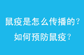 鼠疫是怎么傳播的？如何預防鼠疫？